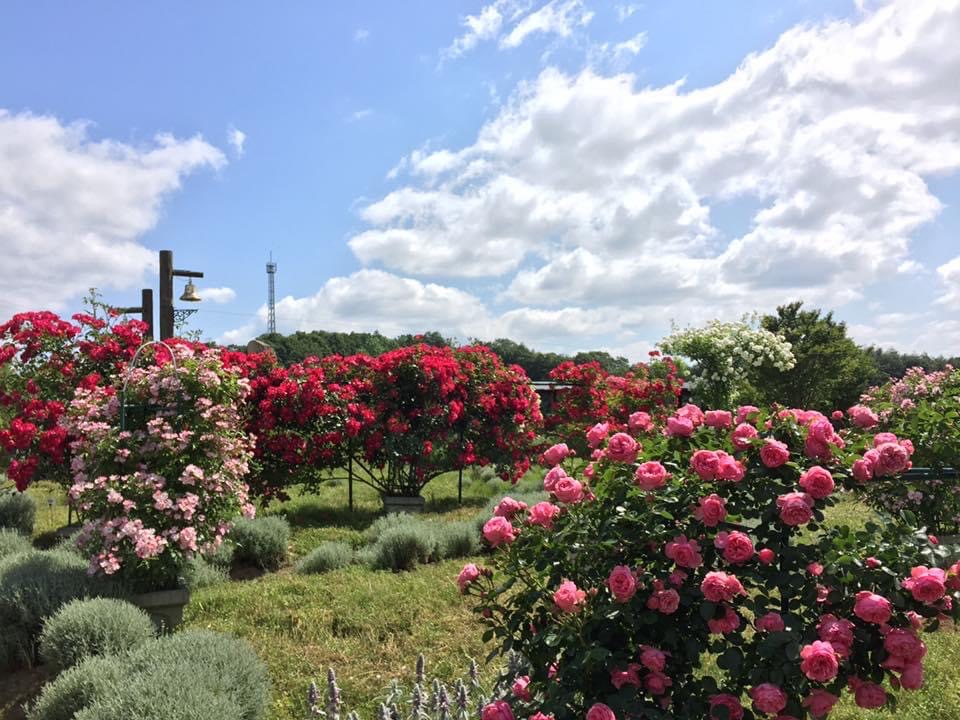 ハーブ＆ローズガーデン」オープンしました - 黒瀬農園 香山ラベンダー